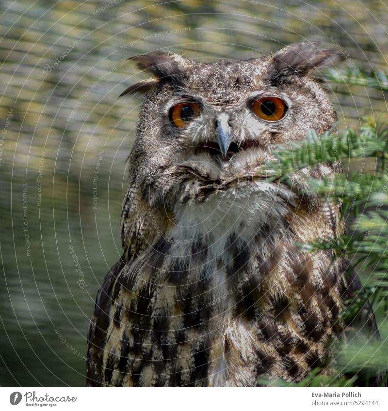 schoener Uhu von vorne mit geoeffnetem Schnabel eule artenschutz groesster makroaufnahme vogel vogelschutz makrofotografie gross naturschutz yellow wildtier