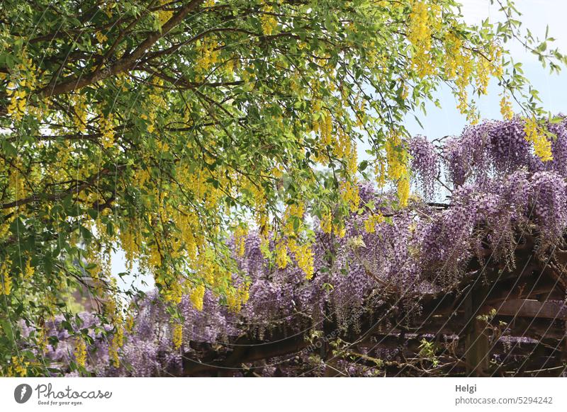 Mainfux-UT | Goldregen und Blauregen Pflanze Blüte Frühling blühen wachsen üppig Blütenpracht Himmel schönes Wetter Licht Schatten Natur Außenaufnahme