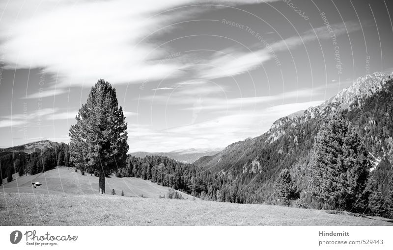 Pflanze | Baum Sommer Sommerurlaub Wiese Wald Alpen Berge u. Gebirge Gipfel Alm stehen eckig gigantisch groß Unendlichkeit hoch rund weich grau schwarz weiß