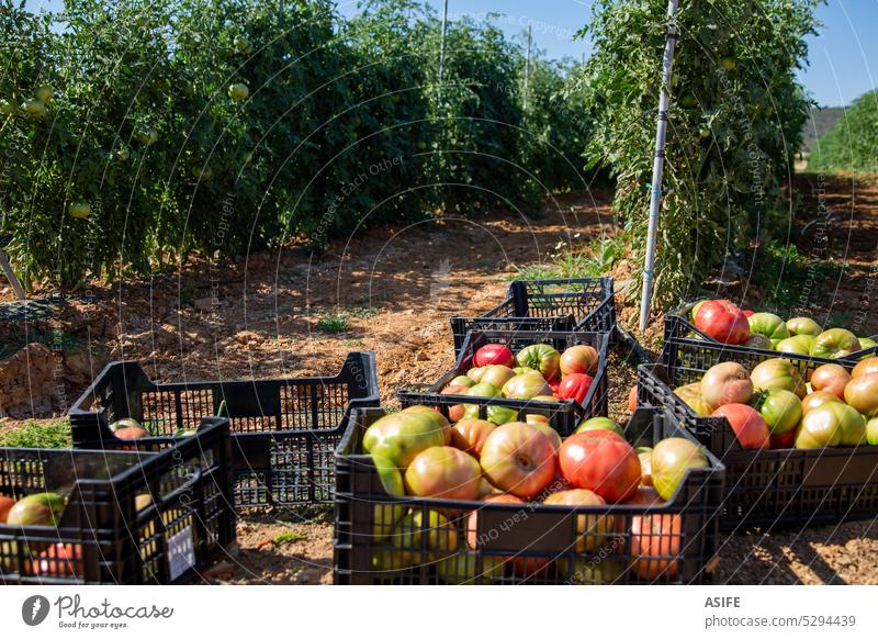 Ernte der rosa Tomate im Sommer Ernten Landwirtschaft landwirtschaftlich Bodenbearbeitung Ackerbau reif grün wachsend Gemüse Lebensmittel rot natürlich frisch