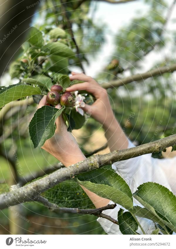 Äpfel von Hand vom Ast pflücken handverlesen Hände Niederlassungen Apfelbranche außerhalb Kommissionierung Apfelblüte Blüte grüne Blätter Obstgarten Ernte