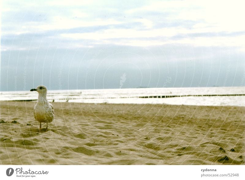 Meer sehn in Farbe Strand Eindruck Ferien & Urlaub & Reisen Stimmung Küste Vogel Ostsee Himmel Landschaft möve Ausflug