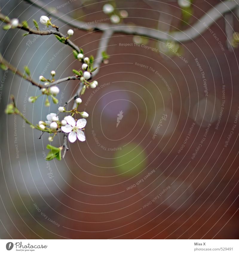 Frühlingsmuster Pflanze Baum Sträucher Blatt Blüte Mauer Wand Blühend Duft Wachstum weiß Zweige u. Äste Blütenknospen Blattknospe Trieb Frühlingsblume