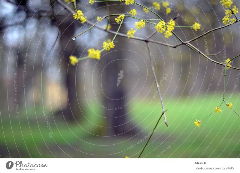 Frühling II Umwelt Natur Pflanze Baum Blüte Park Wiese Wald Blühend gelb Frühblüher Frühlingstag zartes Grün Wachstum Trieb Ast Zweige u. Äste Farbfoto