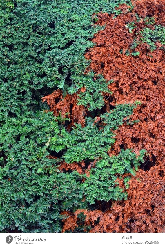 Sommer - Herbst Pflanze Sträucher Garten lustig braun grün Farbe Hecke herbstlich Herbstbeginn Herbstfärbung Ast Zweige u. Äste Muster durcheinander Farbfoto