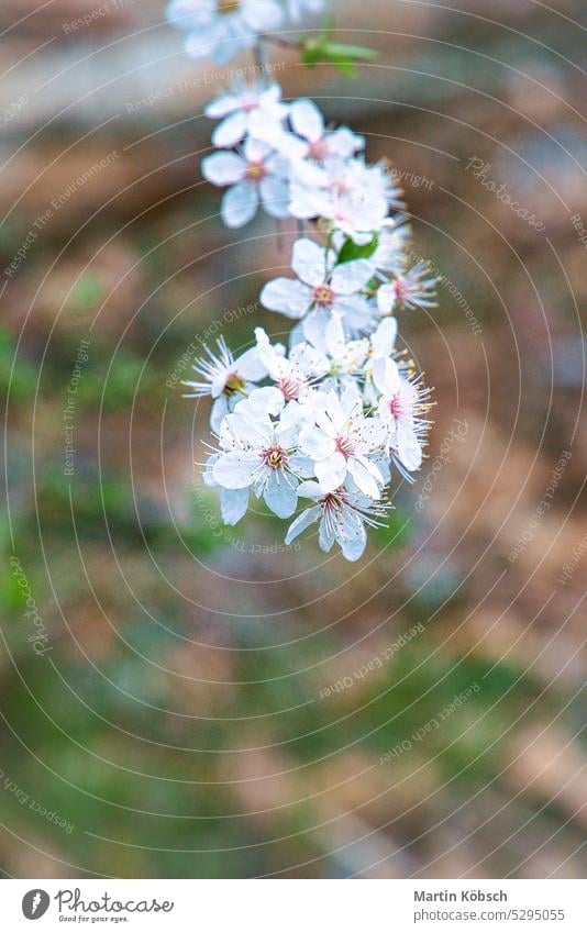 Weiße Blüten auf dem Zweig eines Kirschbaums. Blumen Foto Kirschblüten Obstbaum Kirsche Frucht Pollen weiß Flora filegran bestäuben necta Ast grüne Blätter