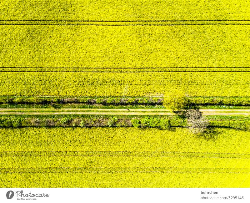 geradlinig Spuren Wege & Pfade blühen Rapsfeld Landwirtschaft Feld Felder Umwelt Landschaft Außenaufnahme Wetter Jahreszeiten Heimat Farbfoto Drohne von oben