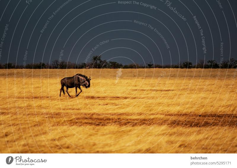 vom suchen und finden Tierliebe Tierschutz wildbeast Gnu Trockenheit Savanne Gras beeindruckend besonders Himmel Landschaft Ferien & Urlaub & Reisen Natur