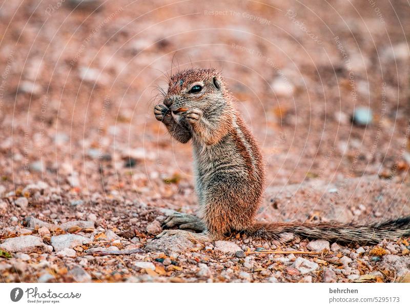 knabberei Tierporträt Streifenhörnchen Außenaufnahme Namibia außergewöhnlich Farbfoto Nagetiere Trockenheit Etosha frech Erdhörnchen etosha national park