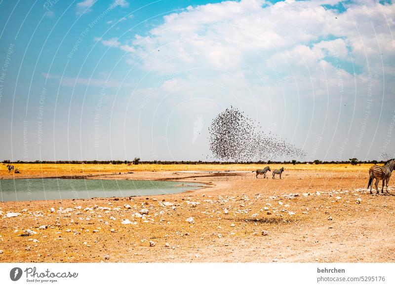 schwärmen etosha national park Etosha Etoscha-Pfanne Vogelschwarm Wolken Wildtier fantastisch außergewöhnlich Tierporträt Vögel frei wild Wildnis Wasserloch