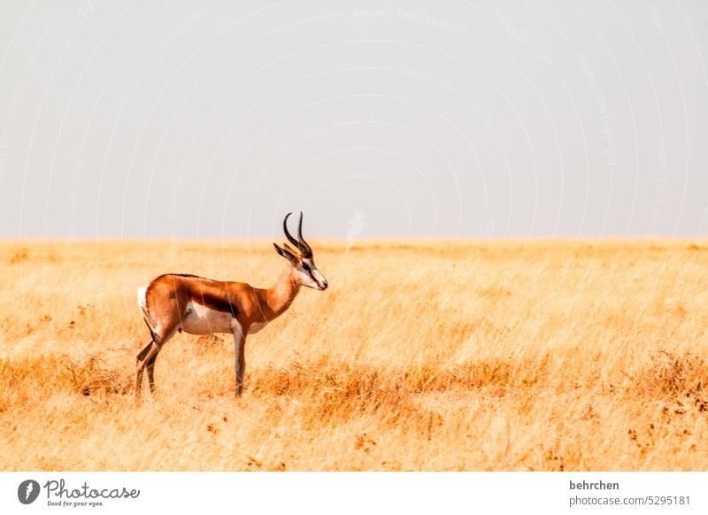 stehen gelassen klein Tierliebe Tierschutz Trockenheit Savanne Gras beeindruckend besonders Landschaft Ferien & Urlaub & Reisen Natur Freiheit Abenteuer