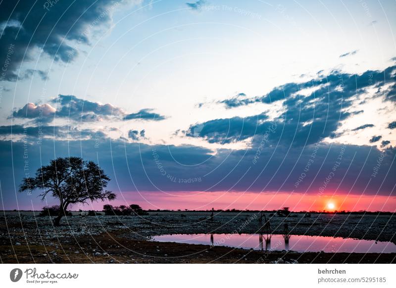 wasserlochromantik frei Tierschutz Tierliebe Sonnenuntergang Sonnenlicht Abenddämmerung Wolken Etosha etosha national park Etoscha-Pfanne außergewöhnlich