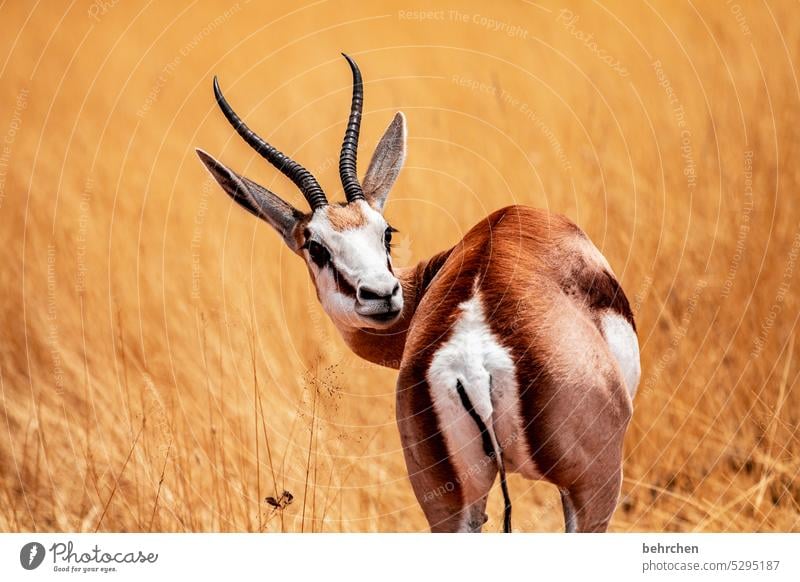 *3 3 3 3* lmaa, wat ne zahl! niedlich Tierliebe Tierschutz Trockenheit Savanne Gras beeindruckend besonders Ferien & Urlaub & Reisen Natur Freiheit Abenteuer