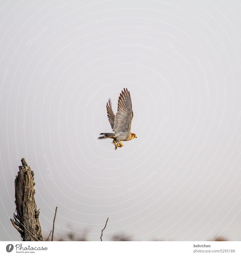 raubtier Wildtiere Tier Tierporträt etosha national park Etosha wild Afrika Namibia Außenaufnahme Farbfoto Freiheit besonders beeindruckend Natur Safari