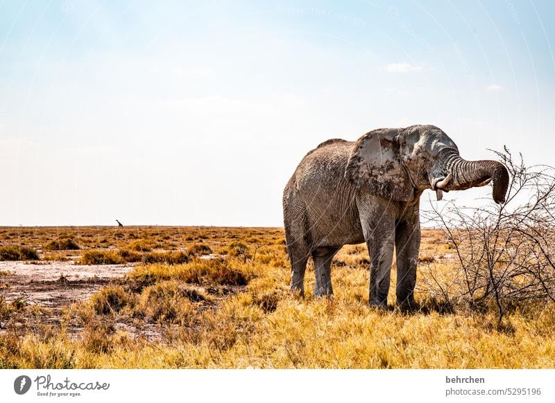 giraffe Tierliebe Tierschutz Trockenheit Savanne Gras beeindruckend besonders Ferien & Urlaub & Reisen Landschaft Natur Freiheit Abenteuer Farbfoto reisen