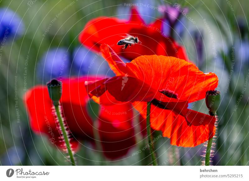 bämm fliegen Biene Garten leuchtend prächtig mohnblumen Mohn Mohnblüte Blume Blüte blühen duftend Duft Sommer Frühling Sonnenlicht wunderschön Natur Pflanze rot