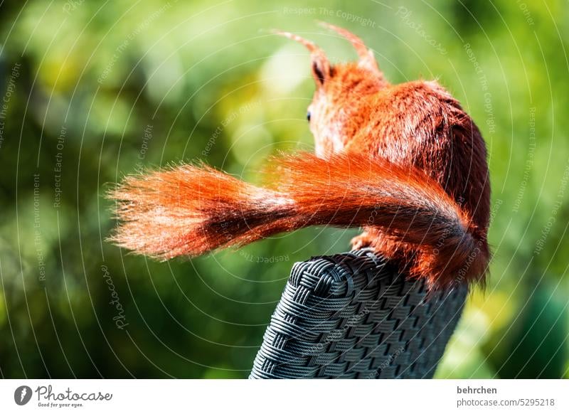 balanceakt Nagetiere Natur Fell neugierig Wildtier lustig klein frech lässig Garten Eichhörnchen beobachten Neugier Außenaufnahme Menschenleer niedlich