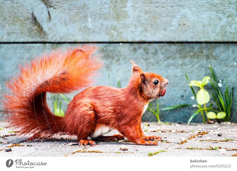 nussknacker neugierig aufmerksam lässig Frechdachs Nagetiere Natur Fell Wildtier lustig frech Garten klein Menschenleer Außenaufnahme Neugier beobachten