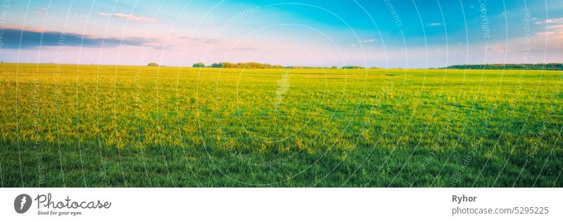 Landwirtschaftliche Landschaft. Countryside Rural Field Landscape Under Scenic Spring Blue Clear Sunny Sky. Skyline. Ackerbau Hintergrund schön blau hell Farbe