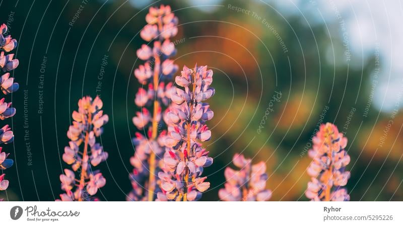 Wilde Blumen Lupine im Sommer Feld Wiese. Nahaufnahme. Kopierraum. Lupinus, Lupine Schmetterlingsblütler Familie der Hülsenfrüchte Wildblume agrariyan