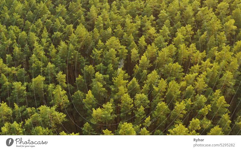 Drone Flight Above Spring Misty Green Pine Coniferous Forest. Aerial View of Green Pine Nadelwald in der Landschaft während des Sonnenuntergangs im Frühjahr. Top View From Attitude. Sonnenschein über dem Wald