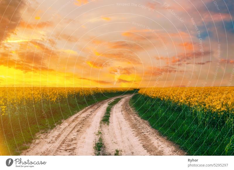 Top Elevated View of Agricultural Landscape With Flowering Blooming Oilseed Field. Land staubigen sandigen Straße durch Felder. Frühling Saison. Blossom Canola Gelbe Blumen. Sunset Wolken über schöne ländliche Landschaft. Luftaufnahme Landstraße...