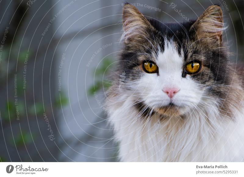 schoene Katze mit langem Fell blickt direkt in die Kamera katze katzenhaft Langhaarige Katze Haustiere Textfreiraum fluffig Rassekatze Porträt Ein Tier