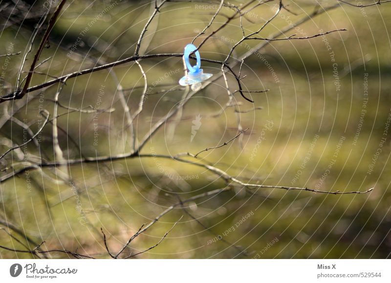 Suche / Finde Baby 0-12 Monate Baum Sträucher hängen finden Fundstück Schnuller verloren verlieren heben hängend Baumschmuck Ast Zweige u. Äste Farbfoto