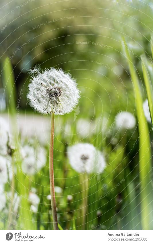 Pusteblume mit einem losen Schirmchen, im Hintergrund unscharf weitere Pusteblumen und grüne Wiese, vertikal Löwenzahn Pflanze Natur Makroaufnahme