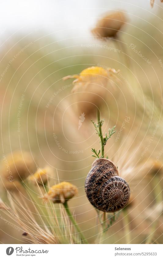 gut behütet Schnecke Schneckenhaus Feld Natur Tier Makroaufnahme Nahaufnahme Außenaufnahme langsam Weichtier Schwache Tiefenschärfe Geschwindigkeit Garten