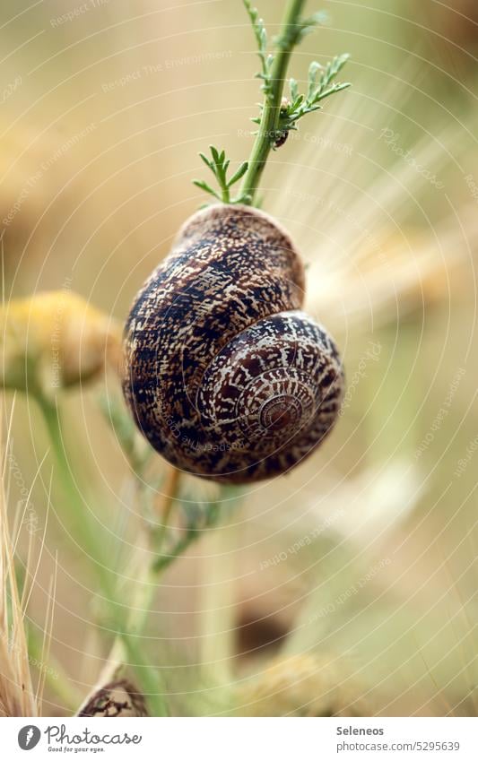 schönes Detail schnecke schneckenhaus Natur Garten Blume Schneckenhaus Nahaufnahme Makroaufnahme Tier Außenaufnahme Farbfoto Detailaufnahme