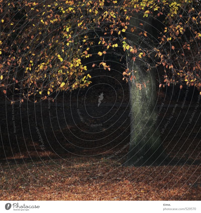 Pflanze | Herbstlied Umwelt Natur Landschaft Baum Blatt Baumstamm Herbstlaub Park Bewegung Einsamkeit einzigartig Leben Vergänglichkeit verlieren