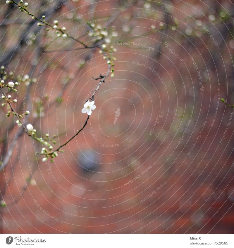 Zart Pflanze Frühling Blatt Blüte Mauer Wand Blühend Duft Wachstum Gefühle Stimmung Frühlingsgefühle Beginn Kirschblüten Blütenknospen Blattknospe Ast Zweig