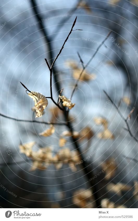 im Buchenwald Umwelt Natur Herbst Winter Baum Sträucher Blatt dehydrieren trist trocken braun Endzeitstimmung Tod Trauer Vergänglichkeit Buchenblatt Ast Zweig