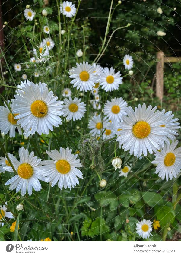 Ochsenaugen-Gänseblümchen in einer Hecke Margeriten Wildblumen Ochsenauge-Gänseblümchen weiß und gelb hübsch Blumen Sommerblumen weiße Blumen gelbe Blumen