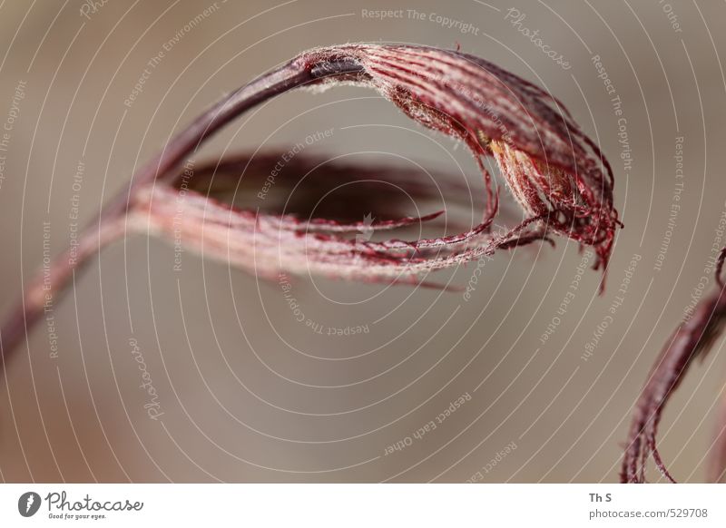 Pflanze ästhetisch einzigartig nah Leichtigkeit Natur harmonisch Farbfoto Außenaufnahme Makroaufnahme Strukturen & Formen Textfreiraum unten Hintergrund neutral