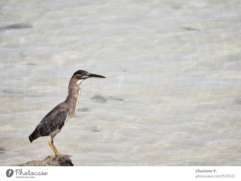 Hab-Acht-Stellung Natur Tier Wasser Schönes Wetter Meer Indischer Ozean Wildtier Vogel Reiher 1 Stein beobachten hocken Blick sitzen stehen warten elegant