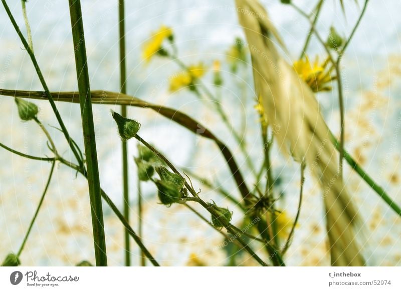 Flowers and Rust gelb Licht chaotisch flower light blue Kontrast strong depth of view dusty lines group small grass