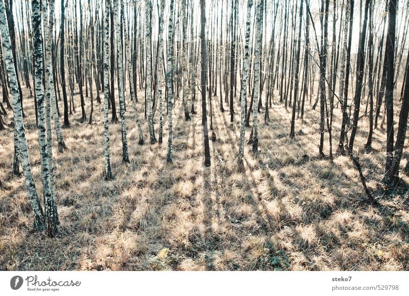 Wald der langen Schatten Herbst Gras trist braun gelb weiß Birkenwald Baumstamm karg Gedeckte Farben Außenaufnahme Menschenleer Sonnenlicht Gegenlicht