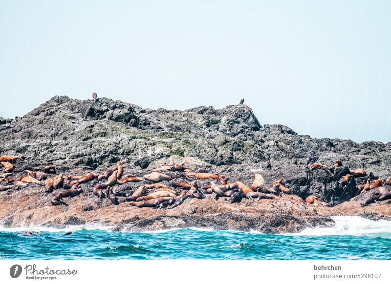 tierisch Seelöwen fantastisch Ausflug Ferien & Urlaub & Reisen Fernweh Vancouver Island Farbfoto Abenteuer Freiheit Nordamerika Kanada Natur British Columbia