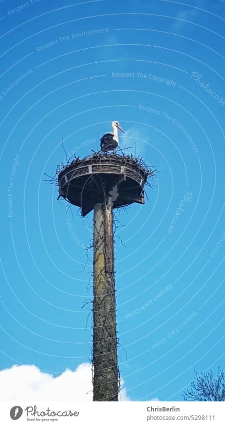 Storch auf Storchennest Vogel Himmel Tier Außenaufnahme Wildtier Natur Farbfoto Umwelt Nest Weißstorch Menschenleer Frühling Schönes Wetter Schnabel fliegen