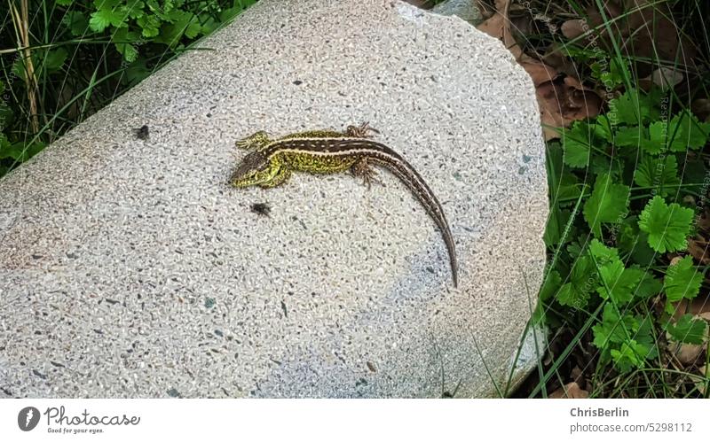 Salamander auf Stein Tier Farbfoto Amphibien Natur Draussen Tierwelt Nahaufnahme natürlich Farbfotos wild Menschenleer Eidechse Gecko Reptil Wildtier