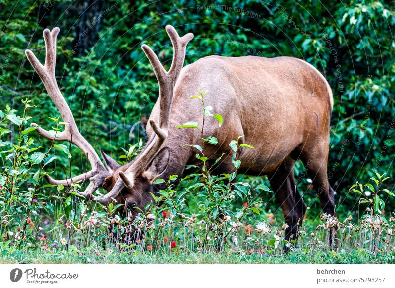 kraft grasen Fressen Tierliebe wild beeindruckend Geweih Hirsche wapiti Wapiti-Hirsche Wildtier Ferne Fernweh Menschenleer Alberta fantastisch besonders