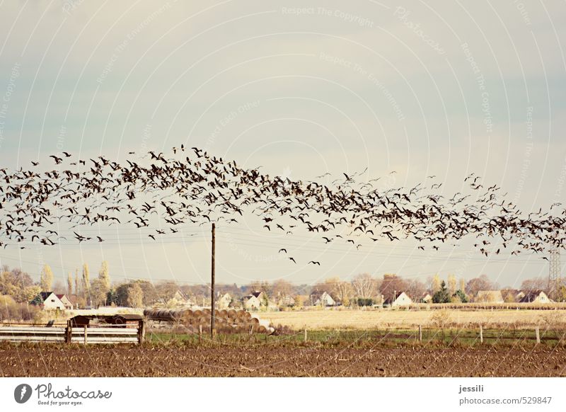 Welle machen Umwelt Landschaft Tier Erde Himmel Herbst Schönes Wetter Wind Nutzpflanze Feld Wildtier Vogel Schwarm beobachten fliegen braun gelb Gefühle