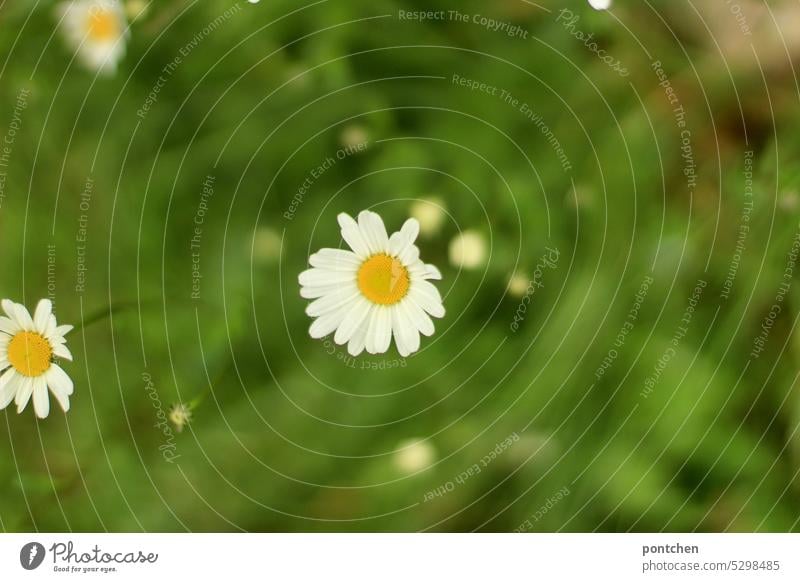 margeriten in einer grünen  wiese von oben blühen wiesenblumen frühling natur schönheit Sommer Blume Blumenwiese natürlich Garten Pflanze Wiesenblume Blüte