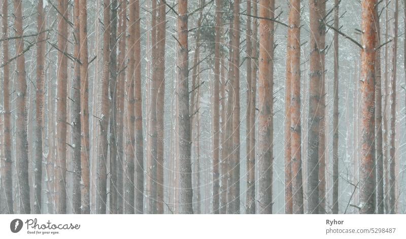 4K Schöne verschneite weißen Wald im Winter frostigen Tag. Snowing In Winter Frost Wälder. Verschneites Wetter. Winter verschneiten Nadelwald. Schneesturm in windigen Tag.