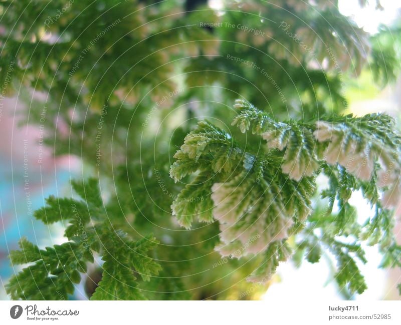 Farn zum träumen Blume Baum grün Pflanze Spielen Landschaft Echte Farne