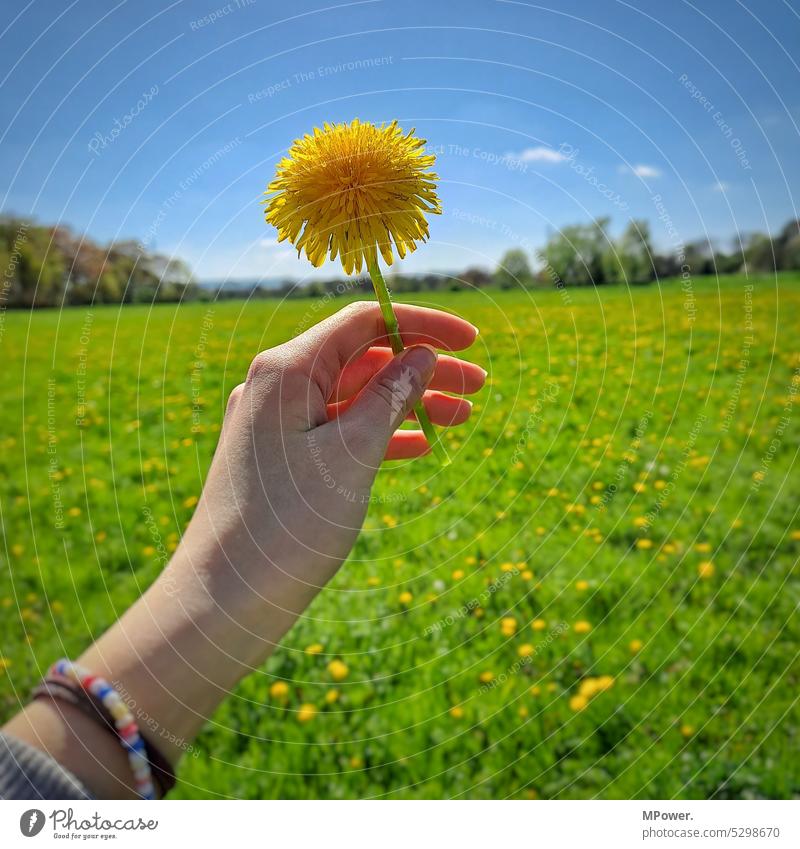 Löwenzahn Blume grün Natur Pflanze Nahaufnahme Frühling Farbfoto gelb Tag Außenaufnahme Wiese Gras Umwelt Schönes Wetter Landschaft Sonnenlicht Sommer Blühend