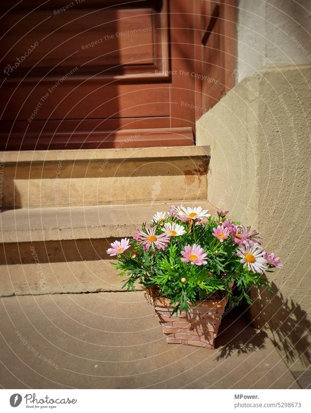 Blumentopf Pflanze grün Frühling Blühend schön Frühlingsgefühle Außenaufnahme Menschenleer Sommer Tag Blüte Nahaufnahme natürlich natürliches Licht hell