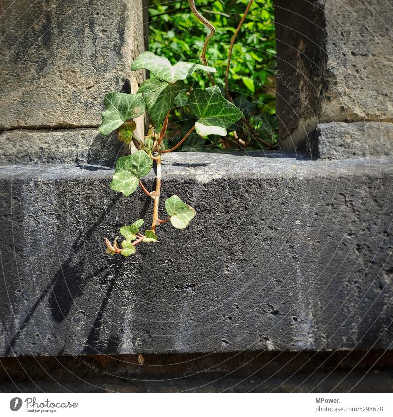 Efeuranke Efeuranken Efeublätter Efeublatt Natur grün Pflanze Außenaufnahme Farbfoto Blatt Wachstum Menschenleer Wand Mauer Ranke Fassade Kletterpflanzen